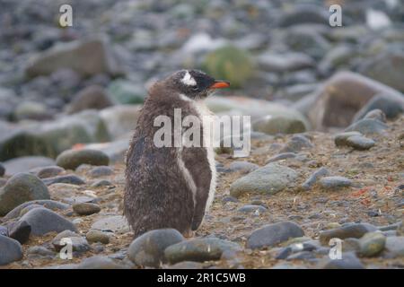 Simpatici pinguini gentoo Foto Stock