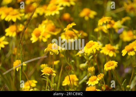 Llow fiore selvaggio azione Daisy fiorire in California Foto Stock