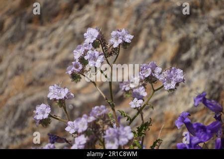 Fiori selvatici rosa, Caterpillar Phacelia dal lago Diamond Valley in primavera Foto Stock