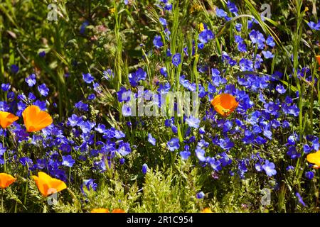 Baby Blue Eyes (Nemophila menziesii), fiori di campo blu fioriscono in California Foto Stock