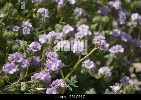 Fiori selvatici rosa, Caterpillar Phacelia dal lago Diamond Valley in primavera Foto Stock