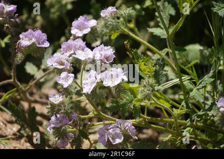 Fiori selvatici rosa, Caterpillar Phacelia dal lago Diamond Valley in primavera Foto Stock