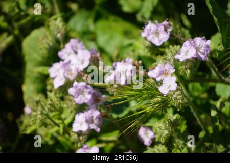 Fiori selvatici rosa, Caterpillar Phacelia dal lago Diamond Valley in primavera Foto Stock