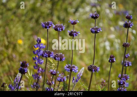 Chia Phacelia columbaria viola fiori selvatici fioriscono in Souther California Foto Stock