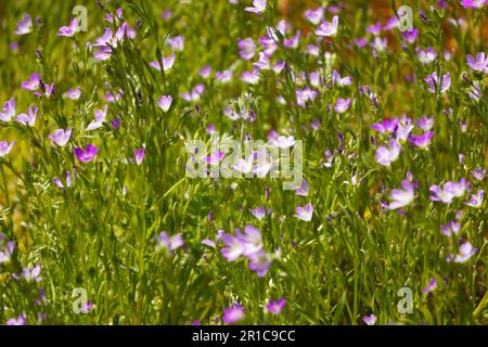 Fiori selvatici rosa, Caterpillar Phacelia dal lago Diamond Valley in primavera Foto Stock