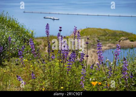 Chia Phacelia columbaria viola fiori selvatici fioriscono in Souther California Foto Stock