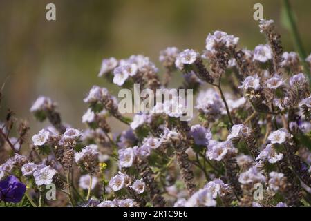 Fiori selvatici rosa, Caterpillar Phacelia dal lago Diamond Valley in primavera Foto Stock