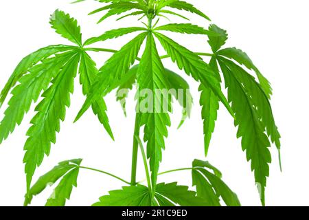 Bush di cannabis isolato su sfondo bianco Foto Stock