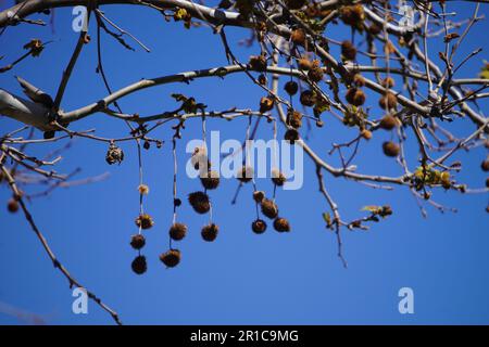 Sweet Gum Tree ha appuntato le palle sull'albero Foto Stock
