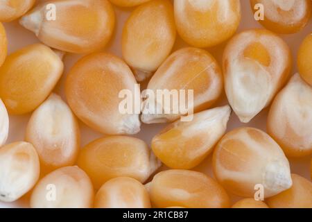 Primo piano di chicchi di mais freschi, organici e crudi. Splendido sfondo di popcorn per vari usi. Foto Stock