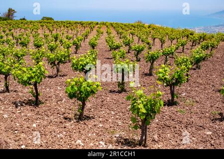 Viti in un campo sulla penisola di Akamas, Cipro Foto Stock