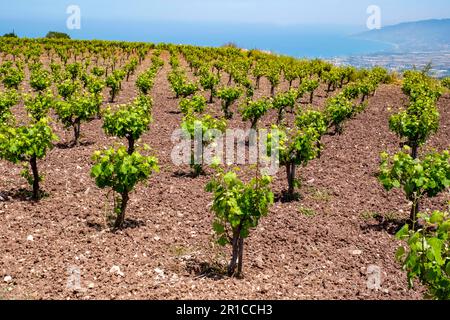 Viti in un campo sulla penisola di Akamas, Cipro Foto Stock