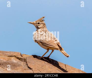 Lark Crested (Galerida cristata) Paphos, Cipro Foto Stock