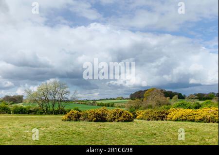 Il parco pubblico Westwood e il campo da golf e il putting green con alberi in primavera e praterie a Beverley, Yorkshire, Regno Unito. Foto Stock