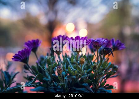 Daisy africano (Osteospermum ecklonis) in una pentola su un balcone con uno sfondo illuminato la sera. Foto Stock