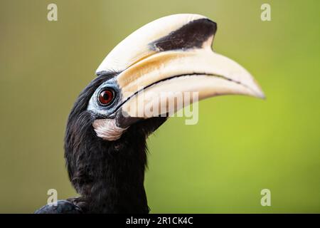 Un primo piano di un oroscopo orientale in una tenuta pubblica di alloggi a Singapore. Foto Stock