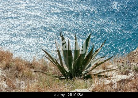 Pianta di cactus di Agava tropicale selvaggia sulla costa mediterranea della Spagna. Natura sfondo Foto Stock