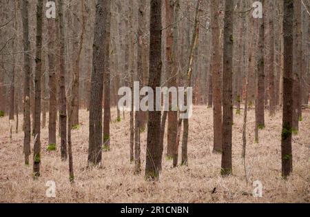 foresta di pinetrees in autuum Foto Stock