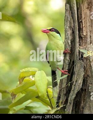 La comune magpie verde è un membro di medie dimensioni della famiglia Crow nativo dell'Himalaya inferiore e dell'Asia sudorientale. Foto Stock