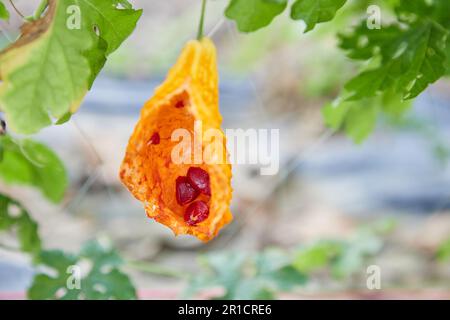 Gourd amaro maturo incrinato sulla vite Foto Stock