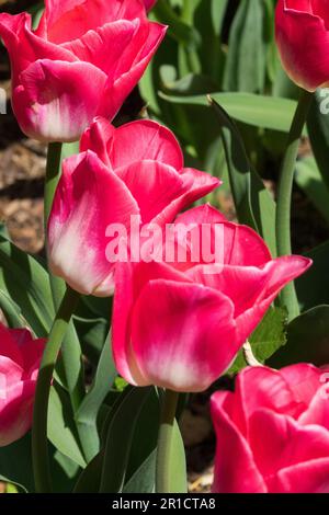 Profondo, Rosa-rosa Bianco, base, Triumph, Tulipani Giardino Foto Stock