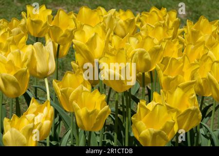 Giallo, tulipani, fiori, Tulipano 'amicizia' Foto Stock