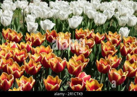 Tulip 'Jan Seignette', Tulipa 'Royal Virgin', multicolore, Tulipani, misto, Colore, Giardino, aiuole, Gruppo, Display Foto Stock