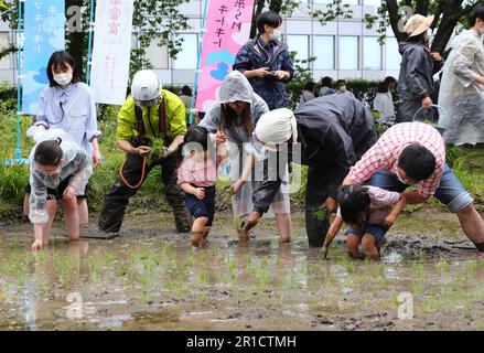 Tokyo, Giappone. 13th maggio, 2023. I bambini provano a piantare le piantine di riso ad un giardino sul tetto a Tokyo, Giappone, 13 maggio 2023. Con la Tokyo Tower sullo sfondo, il giardino sul tetto del complesso delle colline di Roppongi il sabato ha attirato lavoratori urbani e residenti locali che provavano a piantare riso. Circa 140 persone, tra cui 60 bambini, sono entrate nella risaia fangosa e hanno imparato a piantare piantine di riso nel giardino alto-in-the-Sky che si trova a circa 45 metri dal suolo. Credit: Qian Zheng/Xinhua/Alamy Live News Foto Stock