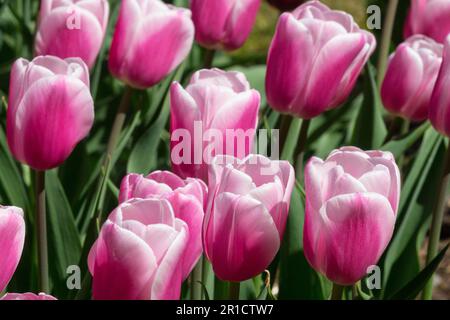Tulip 'Beau Monde' Tulipani Foto Stock