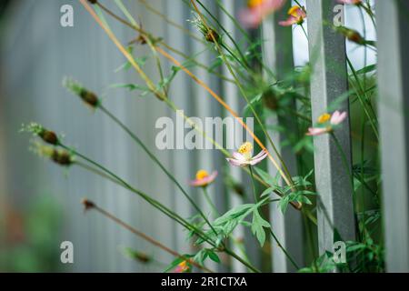 i fiori accanto al recinto del contadino, i fiori gialli e rossi sono così belli, come una ragazza giovane Foto Stock