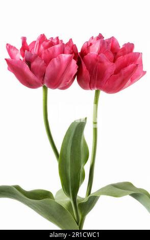 Due tulipani doppi rossi "Regina dei cuori" su sfondo bianco Foto Stock