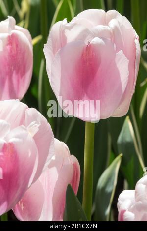 Darwin Hybrid, cultivar, Darwin Tulip, Pink Tulip, Ritratto, Tulipa 'Ollioules', luminoso, tulipani Foto Stock