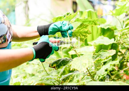 Una donna indossa guanti da agricoltura nel giardino intorno alla casa. E' un concetto di coltivazione a casa per hobby e relax in estate. Primo piano, selettivo f Foto Stock