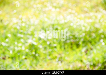 Stagione effetto sfocato, il sole splende dalle gocce di rugiada in cima all'erba al mattino. Verde brillante con bokeh da sfocare il backgroun Foto Stock