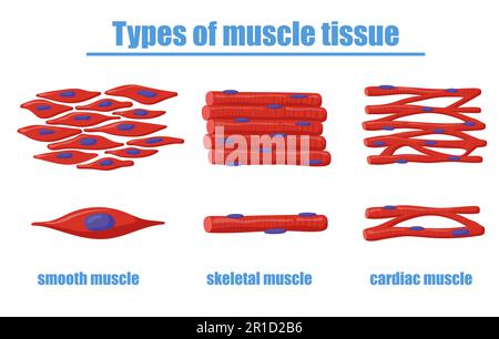 Diversi tipi di illustrazione del vettore del tessuto muscolare Illustrazione Vettoriale