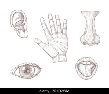 Set di illustrazioni vettoriali disegnate a mano cinque sensi umani Illustrazione Vettoriale