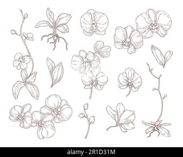 Set di illustrazioni con fiori e foglie orchidee incise Illustrazione Vettoriale