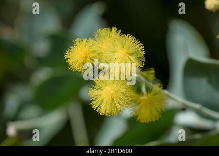 Podalyriifolia di acacia, fiori gialli, fragranza leggera in un bouquet rotondo Foto Stock