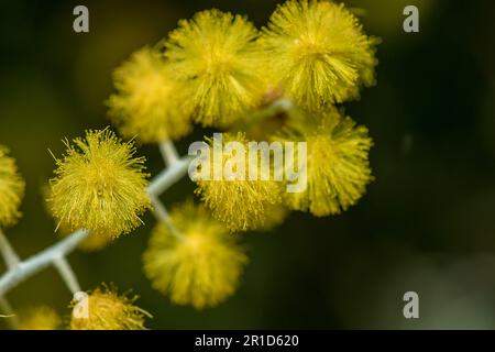 Podalyriifolia di acacia, fiori gialli, fragranza leggera in un bouquet rotondo Foto Stock