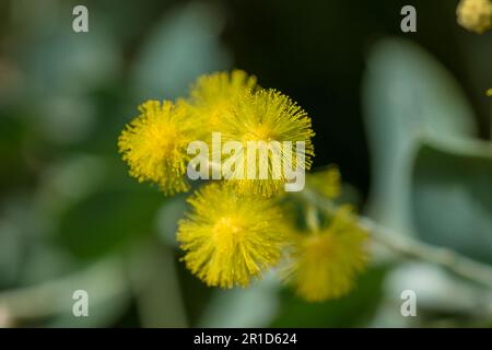 Podalyriifolia di acacia, fiori gialli, fragranza leggera in un bouquet rotondo Foto Stock