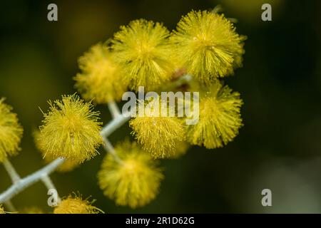 Podalyriifolia di acacia, fiori gialli, fragranza leggera in un bouquet rotondo Foto Stock