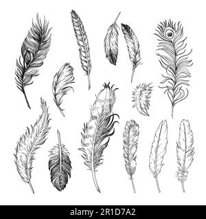 Diverse piume di uccelli incise set di illustrazioni Illustrazione Vettoriale
