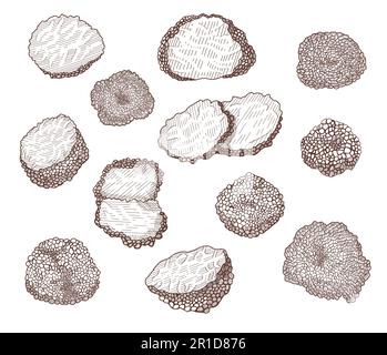 Set di illustrazioni vettoriali disegnate a mano con funghi al tartufo Illustrazione Vettoriale