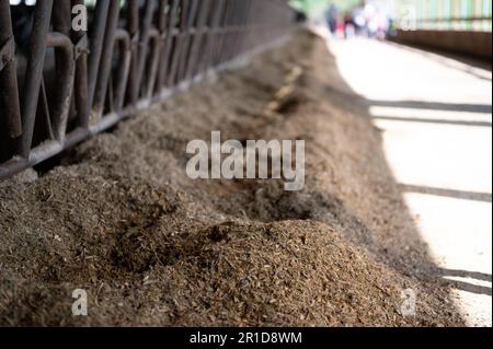 Fila di insilato in un fienile da latte con stacchioni. per bestiame bovino per mangiare attraverso. Foto Stock