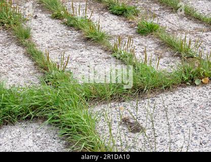 erba verde fresca che riempie gli spazi in una superficie concreta Foto Stock