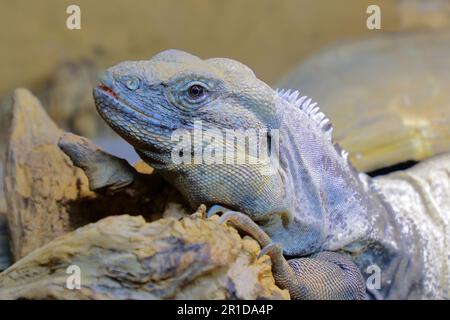 San Esteban Schwarzleguan / San Esteban spinytail iguana / Ctenosaura conspicuosa Foto Stock