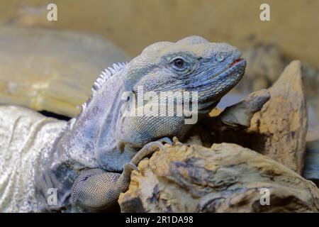 San Esteban Schwarzleguan / San Esteban spinytail iguana / Ctenosaura conspicuosa Foto Stock