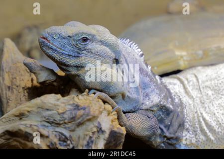 San Esteban Schwarzleguan / San Esteban spinytail iguana / Ctenosaura conspicuosa Foto Stock