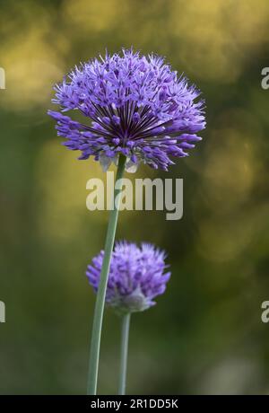 Purple Allium, Allium hollandicum, teste di fiori a forma di palla su un lussureggiante sfondo verde bokeh in primavera o estate, Lancaster, Pennsylvania Foto Stock