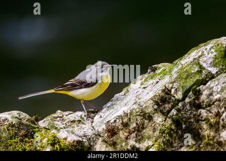 Vagone grigio, Motacilla cinerea, arroccato su una roccia in un fiume. Foto Stock